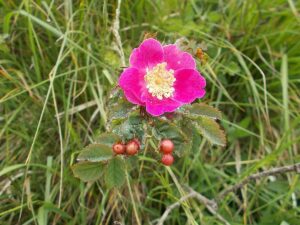 rosa canina e cinorrodi