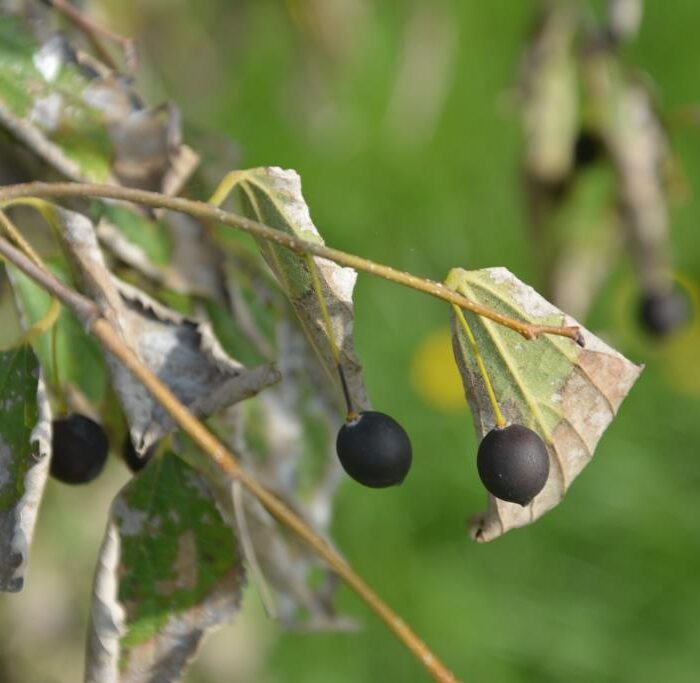 milicucco o bagolaro