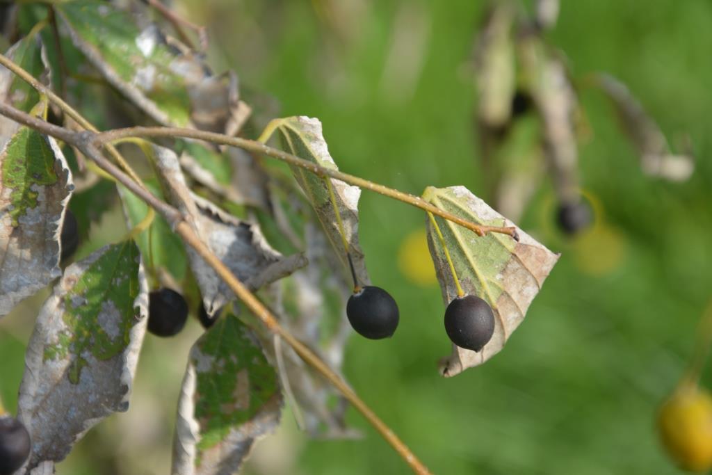 milicucco o bagolaro